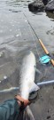 En fin start på helgen! TM sunray brun 7cm og NAM GWT flyt! 9,8kg og 2,5kg på samme flue!  thumbnail
