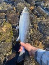 Sunray brun igjen- Gratulerer Jurek ca. 3kg 70cm, 2,5kg 65cm og 2kg 60cm alle hannlaks og C&R i dag!  thumbnail