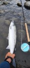 Vakker morgen på Tranmæl Uddu  i dag! 3,8kg 73cm, 2,9kg 67cm og 2,5kg 64cm alle på TM sunray brun 7cm.    thumbnail