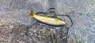 En vakker morgen!  thumbnail
