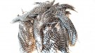Cape trim pack grizzly Root River Hackle thumbnail