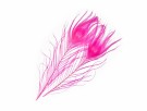 SNS Peacock Eye Feathers- NYHET24 thumbnail