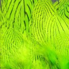 Silver Pheasant Body Feathers- NYHET!  thumbnail