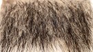TM villsvin naturell og farget thumbnail