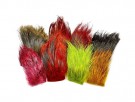 SNS Wild Boar feelers- NYHET24 thumbnail