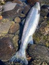 Sunray brun igjen- Gratulerer Jurek ca. 3kg 70cm, 2,5kg 65cm og 2kg 60cm alle hannlaks og C&R i dag!  thumbnail