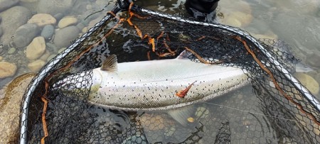 Glatulerer Jurek 90cm 7,2kg laks på svart/hot oransje flue 9cm! 