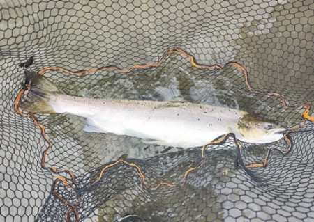 Gratulerer Jurek 78cm 4,5kg på red butt #10 Kamasan B280!