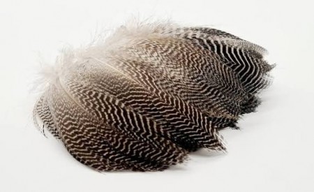 Hareline teal flank feathers