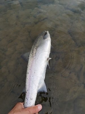 Gratulerer Bogdan 2kg 60cm og 2,2kg 61cm selvfølgelig på sunray shadow