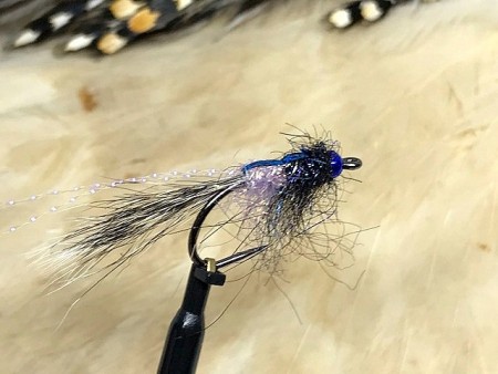 TM nymfe Midnight