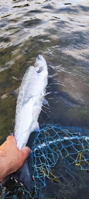 2,9kg 67cm, 2,3kg 63cm og 2kg 59cm på TM sunray brun 7cm! 