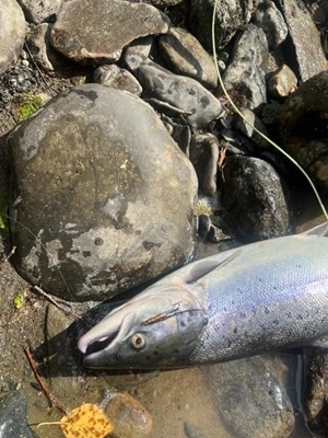 Det er veldig spennende når våre unge gutter fanger laks! Gratulerer Mathias 3kg 66cm! 