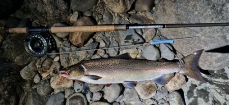To fine laks 2,3kg tatt i Drammenselva på 10cm sunray shadow hvit/isbjørn! 