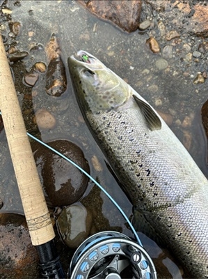 Gratulerer Erik 64cm 2,2kg Gaula i dag! 