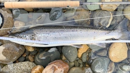 Gaula 64cm på blue charm 4cm! Gratulerer Ole-Petter! 