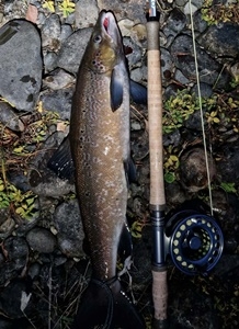 Gratulerer Slawek! 70cm 2,7kg og 2,2kg tatt på sunray shadow- Drammenselva! 