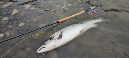 To laks på TM sunray tidlig i dag! 76cm 4kg og 64cm 2,5kg