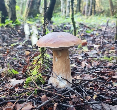 Ikke bare fiske! 