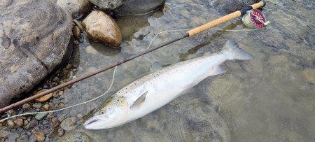 Sesongen er over. Min laks nr 20 i Gaula:  75cm 4kg. 