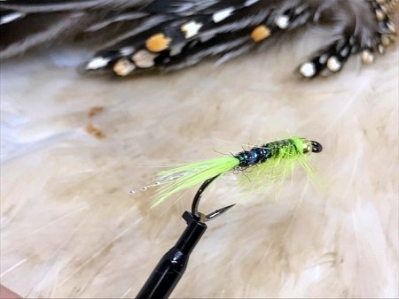 TM nymfe lime