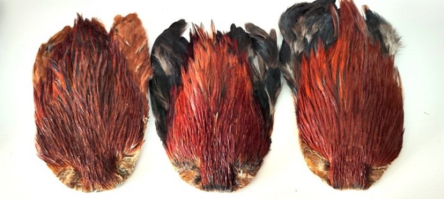 cock saddle red game