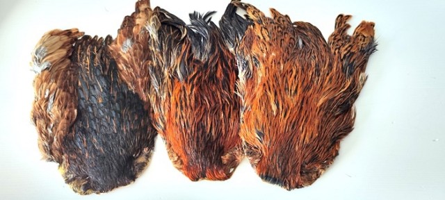 hen saddle brown splashed