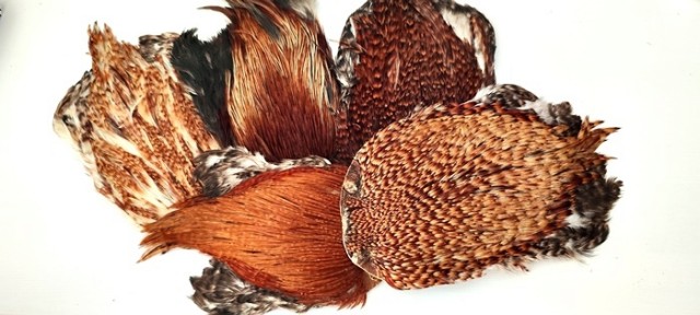 cock saddle mix 5 nakker