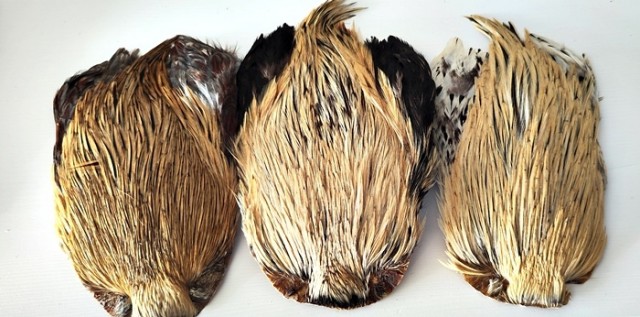 cock saddle golden badger