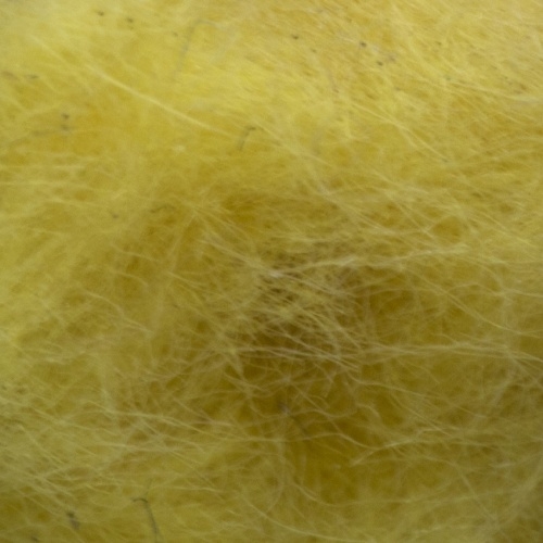 Sulphurea